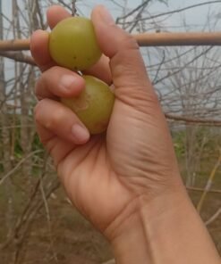 มะขามป้อม